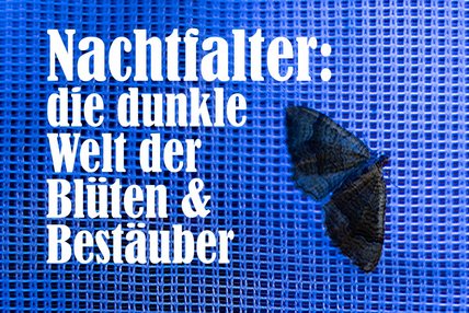 dossier_nachtfalter_small