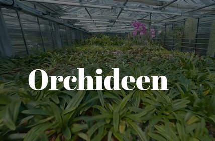Thumbnail-Dossier_Orchideen
