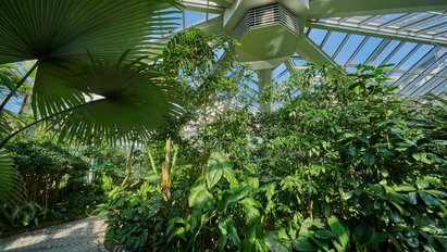 Das Tropicarium von innen. An der Glasdecke des Tropicariums befindet sich eine technische Anlage. Darunter wachsen verschiedene grüne Pflanzen. Einige ragen fast bis zur gläsernen Decke nach oben.