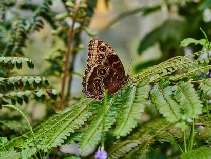 Ein brauner Schmetterling sitzt auf einem Blatt. Auf seinen Flügeln hat er einige Punkte. Die Punkte sind in der Mitte weiß, danach rot, schwarz und orange umrandet.