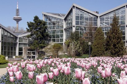 Vor dem Tropicarium blühen viele rosafarbene Tulpen. Im Hintergrund auf der linken Seite zeichnet sich der Fernsehturm ab.
