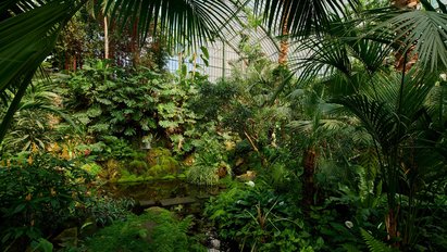 In einem Ausschnitt aus dem Palmenhaus zeigen sich zahlreiche Pflanzen, darunter einige Palmen. In der Mitte ist ein kleiner Teich.